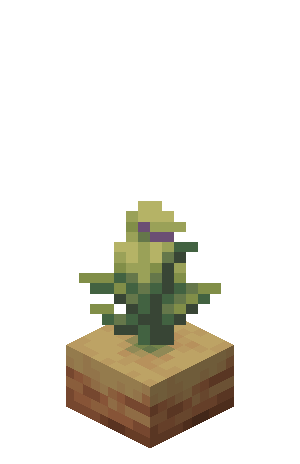 Plik:Rosnący dzbanecznik Faza 2.png