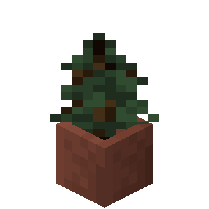 Plik:Sadzonka świerku w doniczce.png