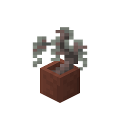 Plik:Sadzonka bladego dębu w doniczce.png