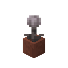 Plik:Zamknięta okrotka w doniczce.png