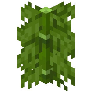 Plik:Bambus z wielkimi liśćmi BE1.png