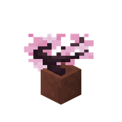 Plik:Sadzonka wiśni w doniczce.png