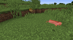 Dorsz i rozdymka poza wodą.png