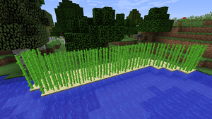 Trzcina cukrowa uprawa.png